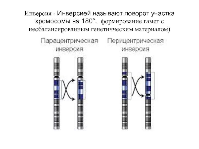 Поворот участка хромосомы на 180° - это…. Поворот участка хромосомы на 180° (инверсия). Поворот участка хромосомы на 180 градусов. Инверсия участка хромосомы. Поворот хромосом на 180 градусов