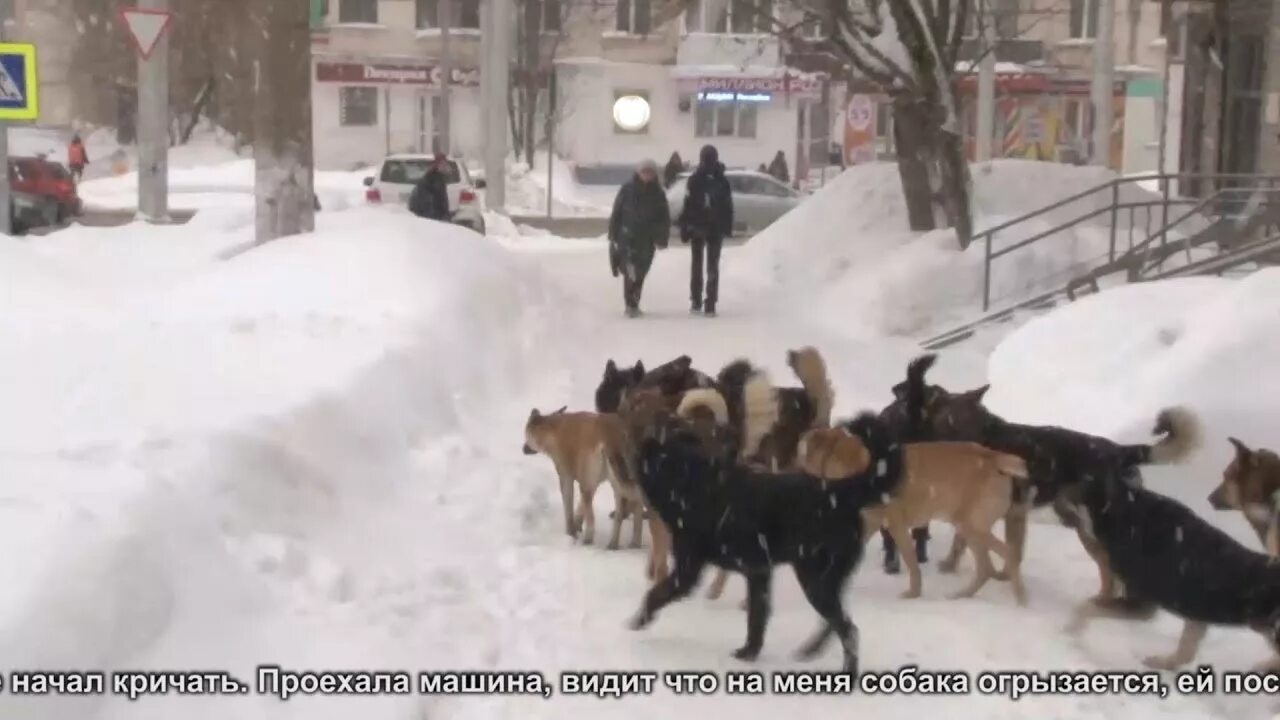 Стая собак напала на человека. Бездомные собаки нападают на людей. Нападение собак видео