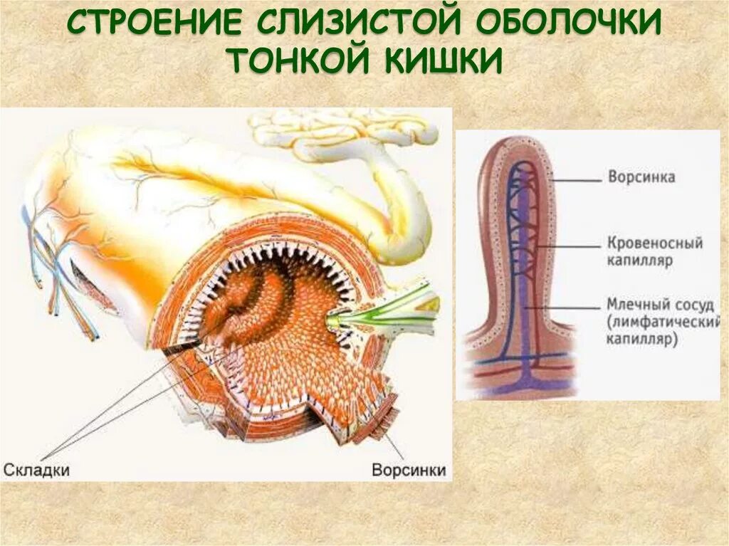 Структура слизистой оболочки тонкой кишки. Слизистая оболочка кишечника. Кишечные ворсинки. Строение слизистой оболочки тонкого кишечника. Строение оболочек тонкой кишки. Проникать в слизистую оболочку