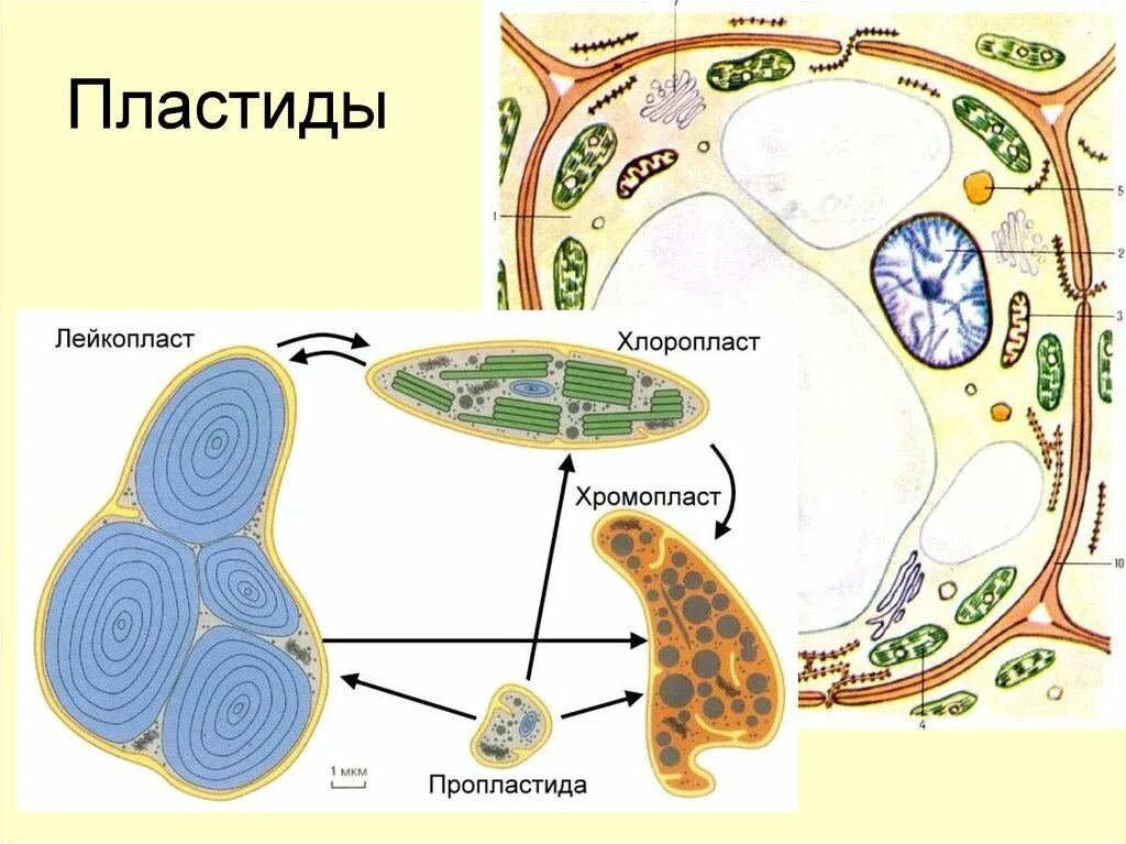 Хлоропласты хромопласты лейкопласты. Строение хлоропласта лейкопласта и хромопласта. Plastida: leykoplast xloroplast xromoplast. Пластиды лейкопласты рисунок. Лейкопласты в растительной клетке