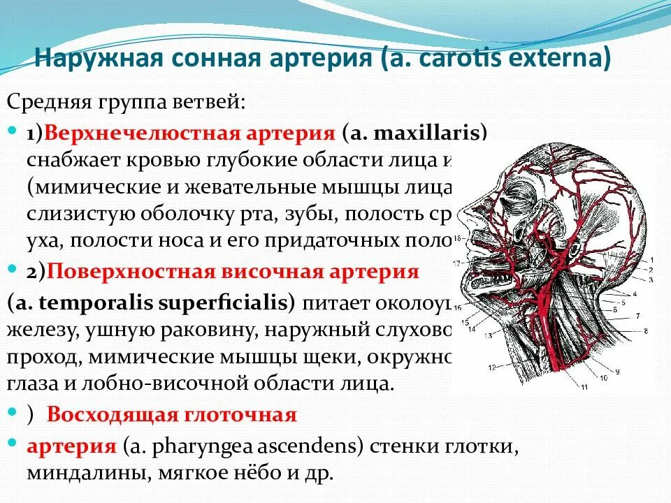 Наружная Сонная артерия зоны кровоснабжения. Наружная Сонная артерия схема. Ветви наружной сонной артерии. Наружная Сонная артерия топография. Сонные артерии на лице