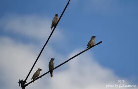 Свиристель (Bombycilla garrulus). Птицы Северной Евразии.