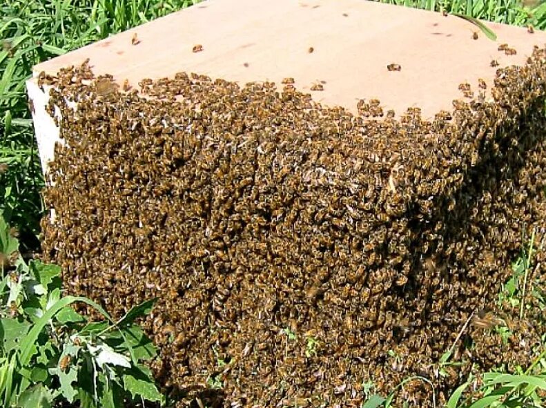 Убегаем пчел. Роение пчел. Пчеловождение. Роение пчел. Роение пчел на пасеке. Роение в улье.