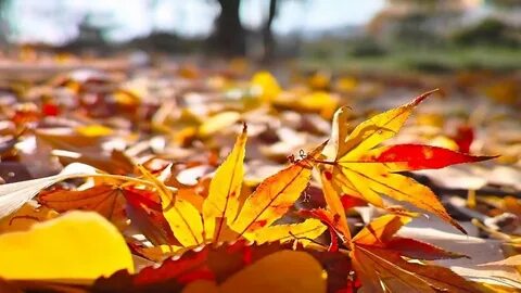 Falling leaves 1.20