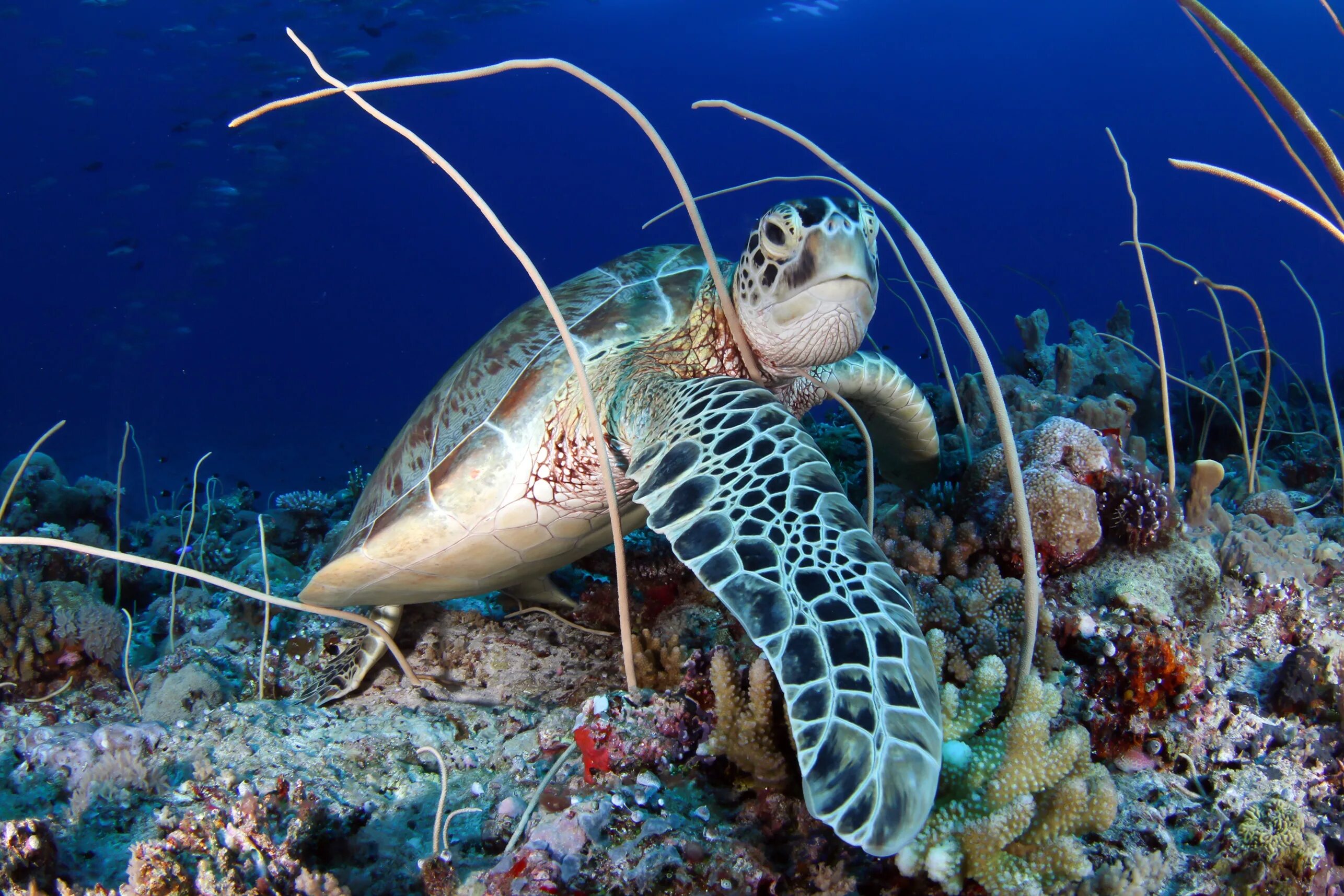 Морские подводные обитатели