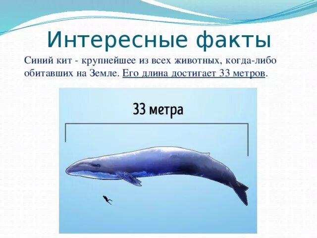 Сколько длиной самый большой кит. Сколько весит синий кит длина. Максимальная длина синего кита. Синий кит Размеры. Голубой кит Размеры.