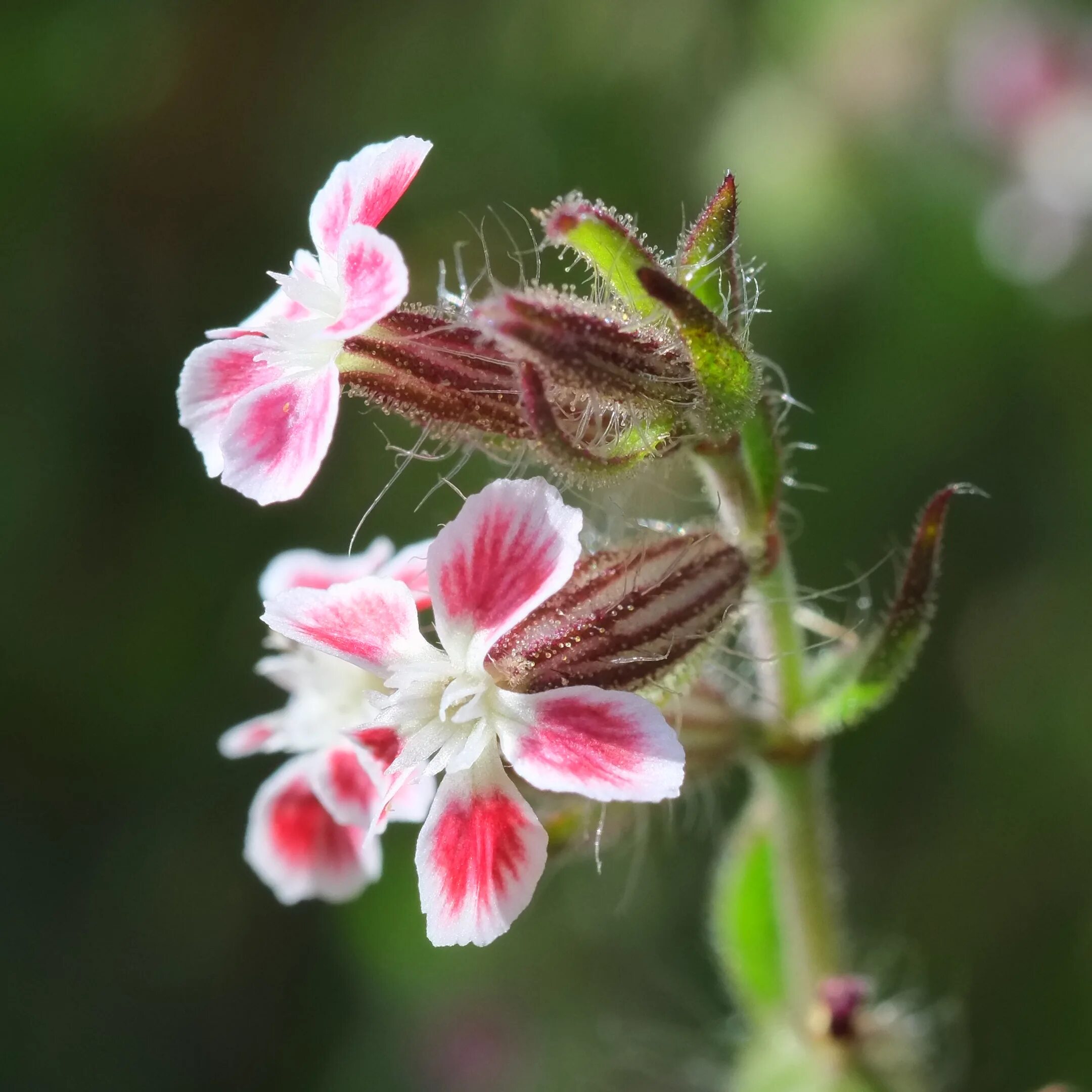 Всех сильных цветов. Silene Gallica. Сильный цветок. Сильное растение. Сильный цветочек.