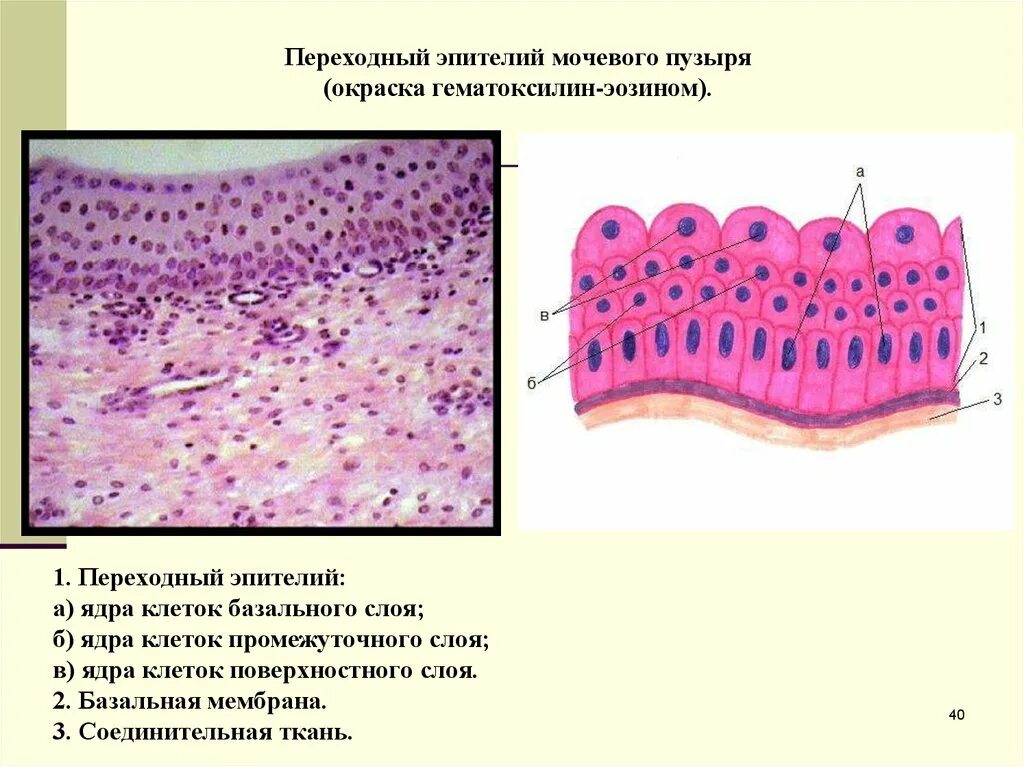 Слои переходного эпителия