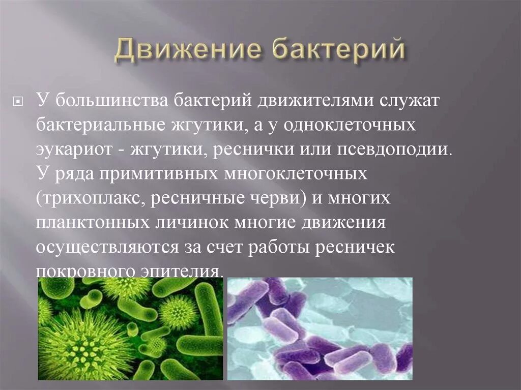 Органоиды движения бактерий 5 класс. Подвижные формы бактерий. Способы движения бактерий. Передвижение бактерий