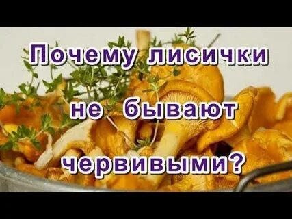 Почему лисички не едят