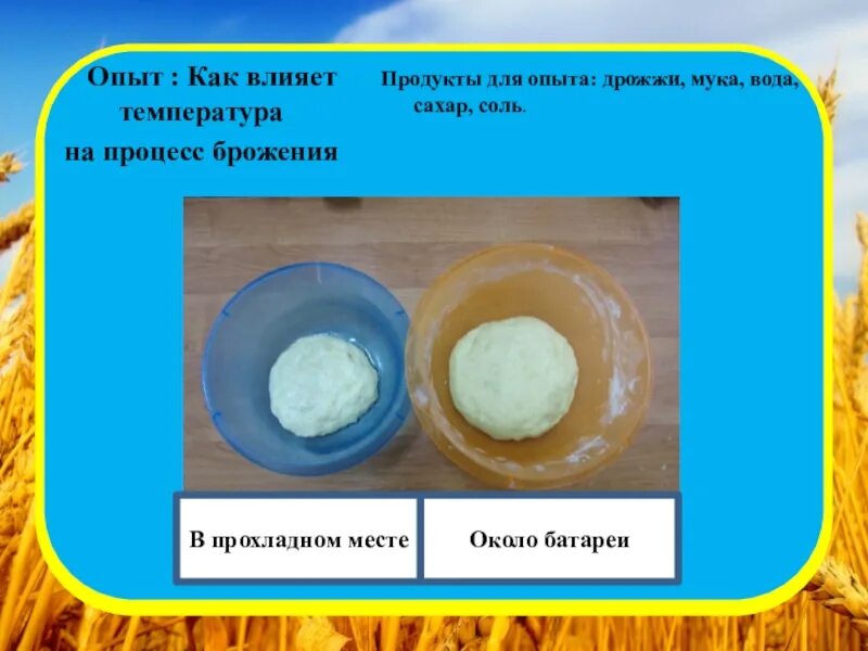 Опыты с дрожжами. Опыт с мукой и водой. Опыт с дрожжами и водой. Опыт с дрожжами для детей. Температура воды для дрожжей