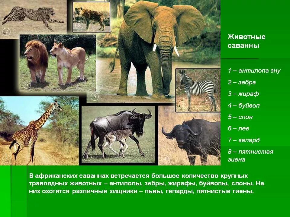 В зоне саванн обитают. Животные обитающин в саваннн. Саванны евразии. Аскания нова. Национальный парк серенгети танзания.