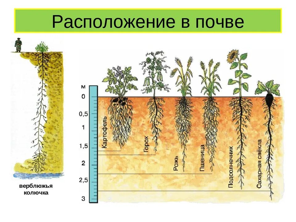 Небольшая корневая система. Глубина проникновения корневой системы цветов. Корневая система растений глубина.