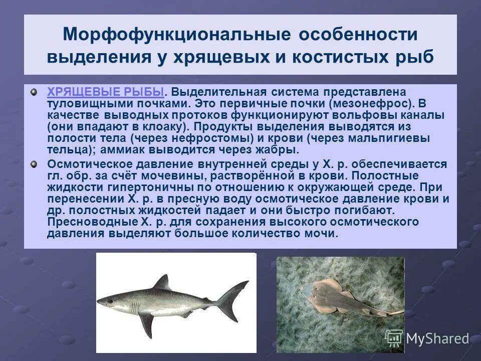 Какое выделение у рыб. Системы костных рыб выделительная система. Выделительная система рыб схема. Выделительная система хрящевых рыб. Система органов выделения у рыб.