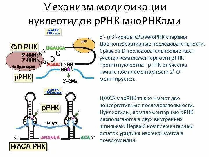 МРНК ТРНК И РРНК. Строение малых ядерных РНК. Малая ядерная РНК функции. Малая ядрышковая РНК.