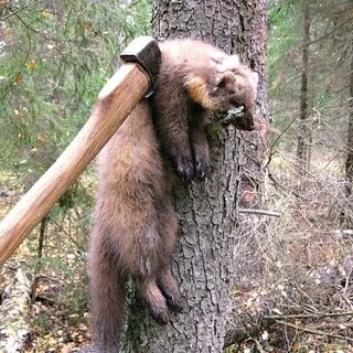 Медведь куница