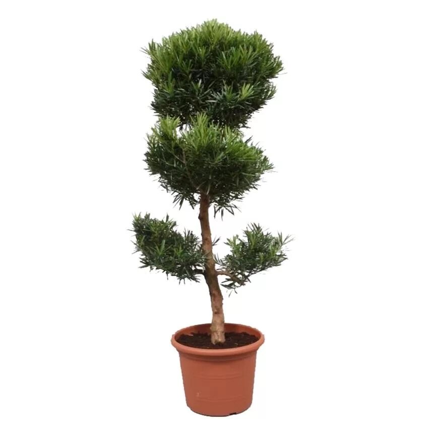 Podocarpus nivalis. Treez подокарпус. Подокарпус аффинис. Подокарпус Monmal. Деревья в горшках купить спб