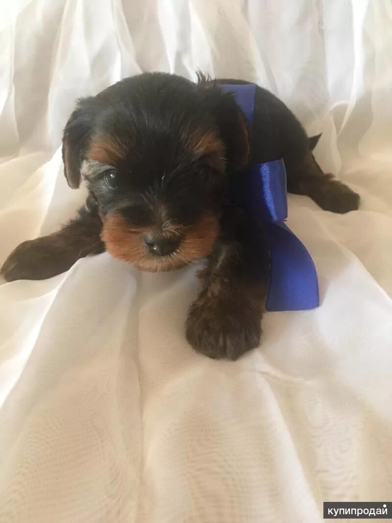 щенки йоркширский терьер 1. йоркширский терьер щенок 1. щенки йоркширский терьер 1. щенки йоркширский терьер 1. щенок йорка 1.