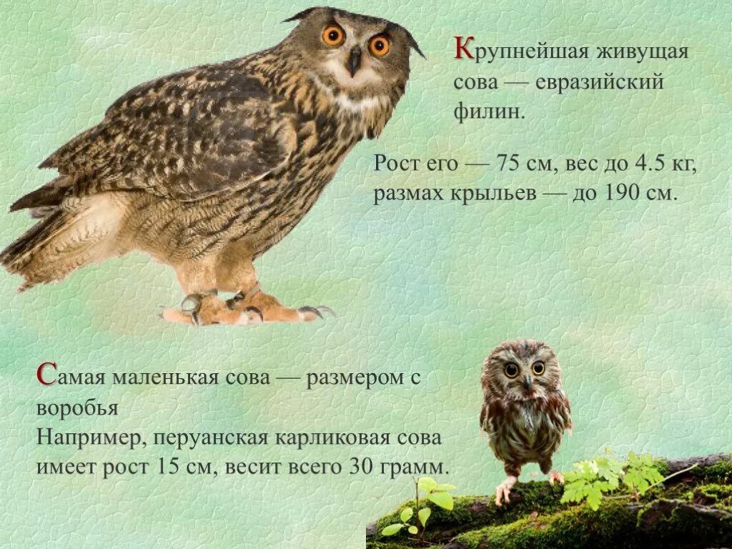 Сколько лет живут совы. Интересные факты о совах. Сова интересные факты для детей. Интересные факты о Филине. Необычные факты о совах.