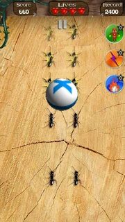 Ants games