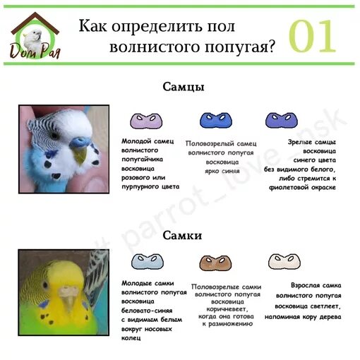 Как различить попугаев волнистых самка и самец