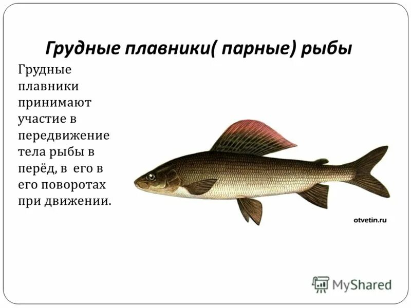 Зачем рыбам плавники. Плавники рыб. грудной плавник. парные плавники у рыб.