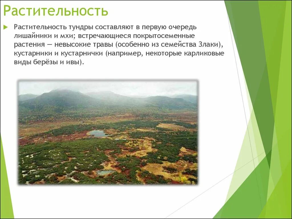 Географическое положение тундровой растительности. Лесотундра на карте природных зон. Лесотундра описание природной зоны. Географическое положение тундры. Типы растительности тундра и лесотундра.