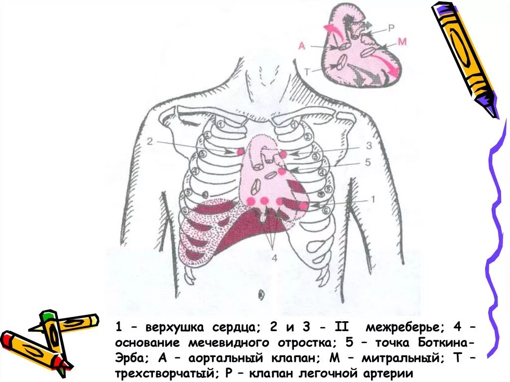 Нулевая точка аускультации сердца. Аускультация сердца межреберье. Аускультация в зоне боткина. Точки аускультации клапанов сердца (5 точек). Точки наилучшего выслушивания митрального клапана.