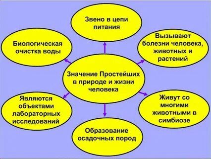 Значение простейших 7 класс биология конспект