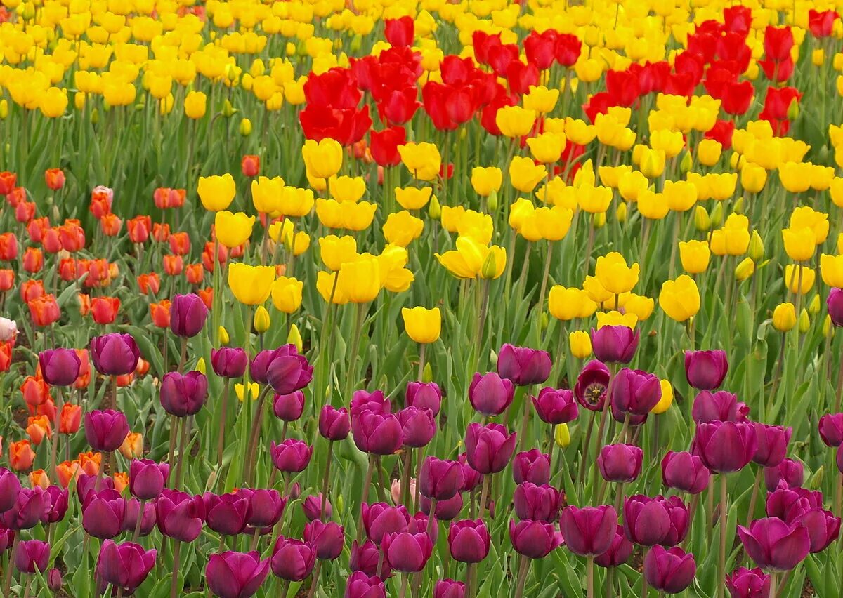 Парк эмирган в стамбуле фестиваль тюльпанов. Парад тюльпанов никитский ботанический сад 2023. Ковер с тюльпаном. Никитский ботанический сад парад тюльпанов. Тюльпан ковров.