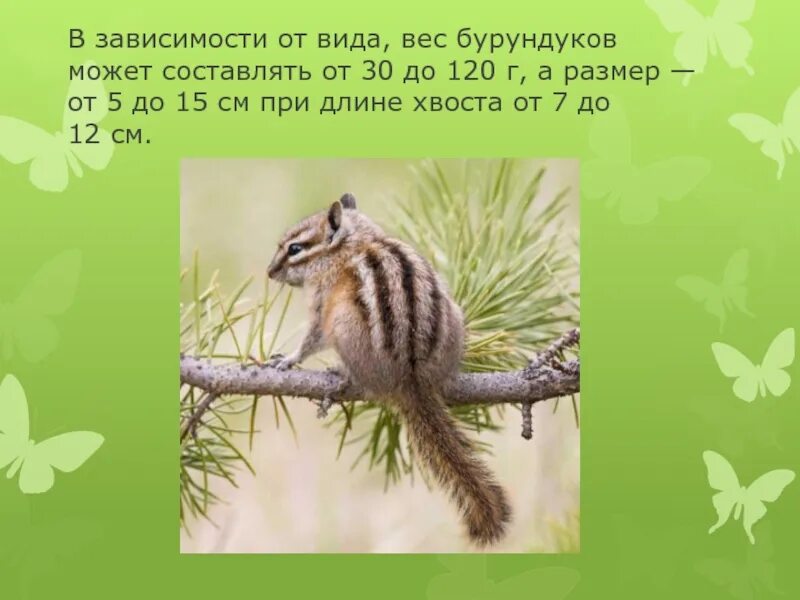 Бурундук окружающий мир 4 класс сообщение кратко. Вес бурундука. сообщение о бурундуке из тайги. сообщение про бурундука в тайге. внешний вид бурундука описание.