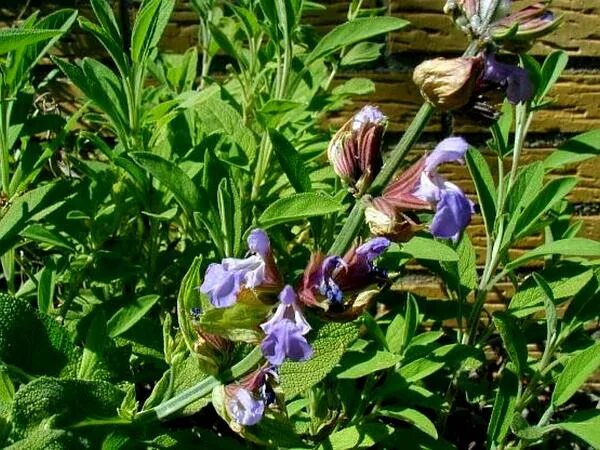 Как размножается шалфей. Шалфей оффициналис. salvia blepharophylla. шалфей лекарственный размножение. сальвия черенкование.