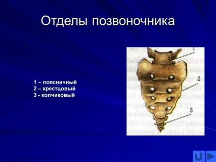 Позвонки крестцового отдела подвижны или неподвижны