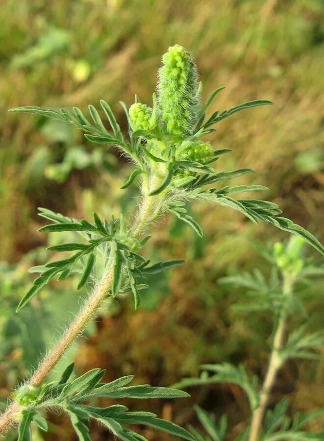 Ambrosiinae - Wikipedia