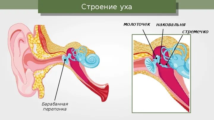 Строение уха стремечко наковальня. Барабанная перепонка, стремечко, наковальня и молоточек. Строение стремечко уха. Строение уха молоточек наковальня.