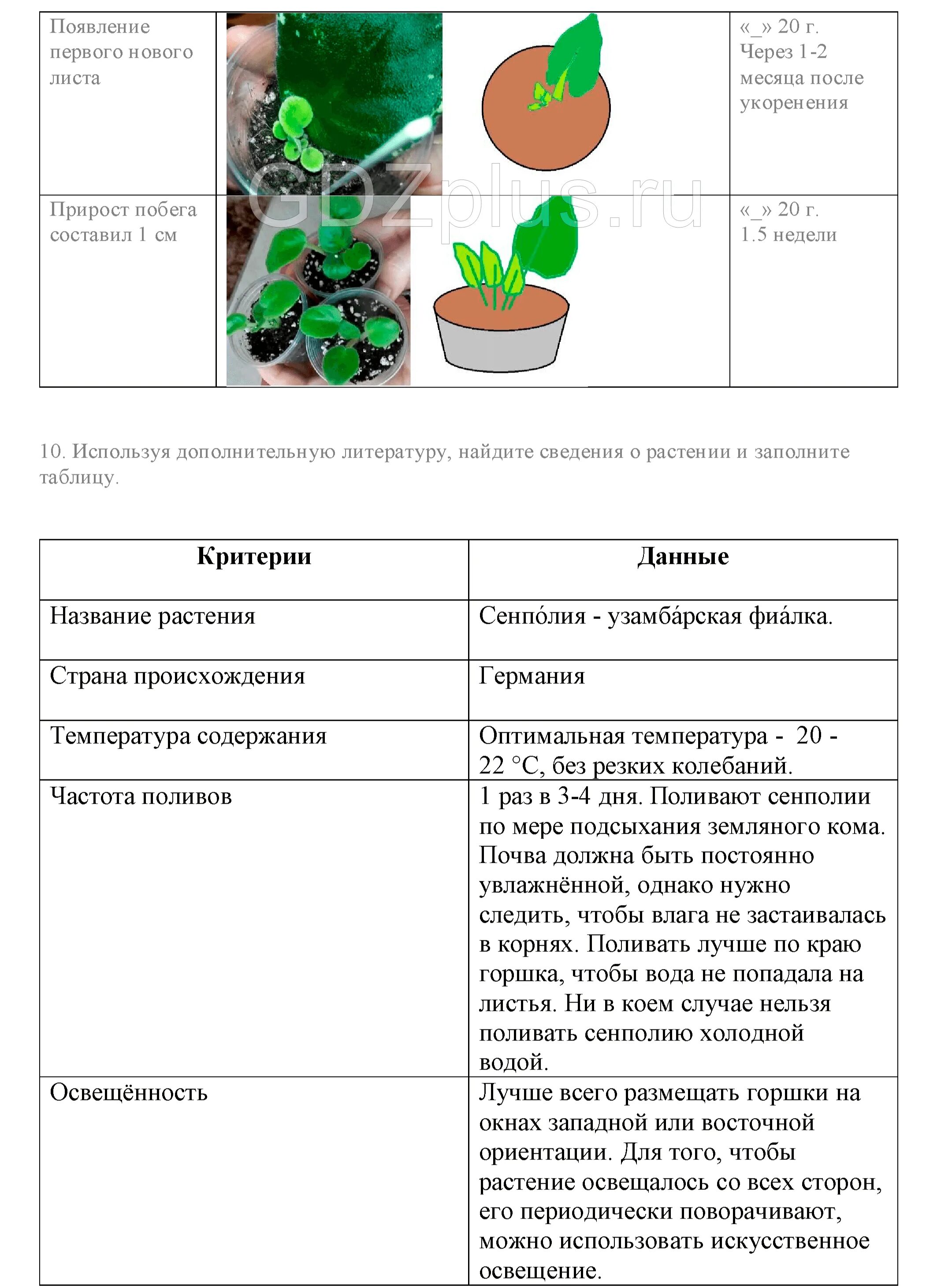 Черенкование комнатных растений лабораторная работа 6 класс. Вегетативное размножение комнатных растений 6. Лабораторная по биологии 6 класс черенкование комнатных растений. Вегетативное размножение растений 6 класс биология таблица. Лабораторная 6 класс биология вегетативное размножение.