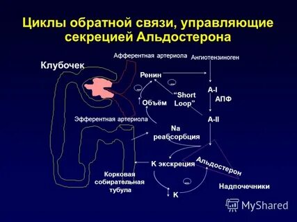 Альдостерон адреналин