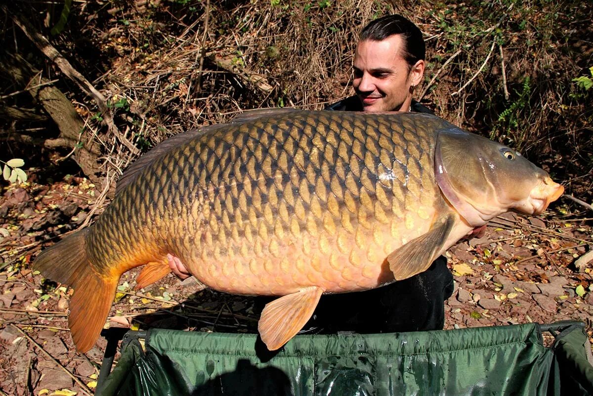 Мировой рекорд карп 135кг. Огромный карп. Сазан (cyprinus carpio). Самый крупный сазан. Самый крупный сазан.