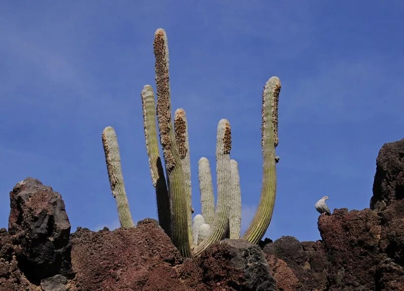 кактус вторая