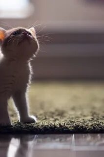 Котенок на ковре