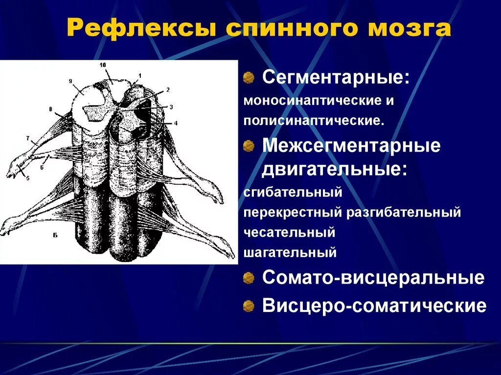 Какой рефлекс спинного мозга. Сгибательный рефлекс спинного мозга. Классификация спинальных двигательных рефлексов. Сгибательные рефлексы спинного мозга. Двигательные рефлексы спинного мозга.