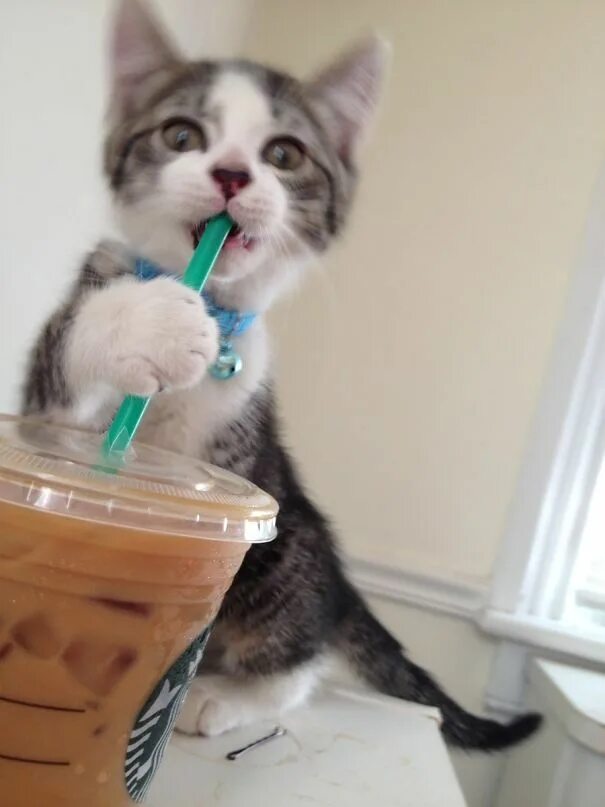 The cat drunk its milk