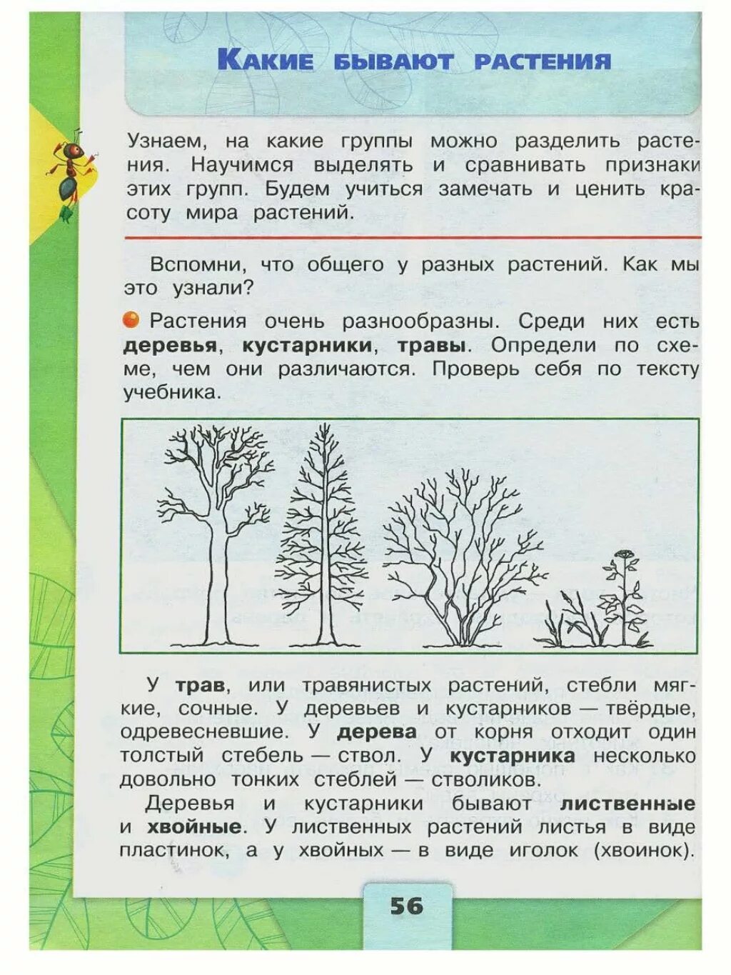 Оценка теста по окружающему миру. Растения по окружающему миру 2 класс. Какие бывают растения окружающий мир. Окружающий мир темы второго класса. Растения 2 класс окружающий мир.