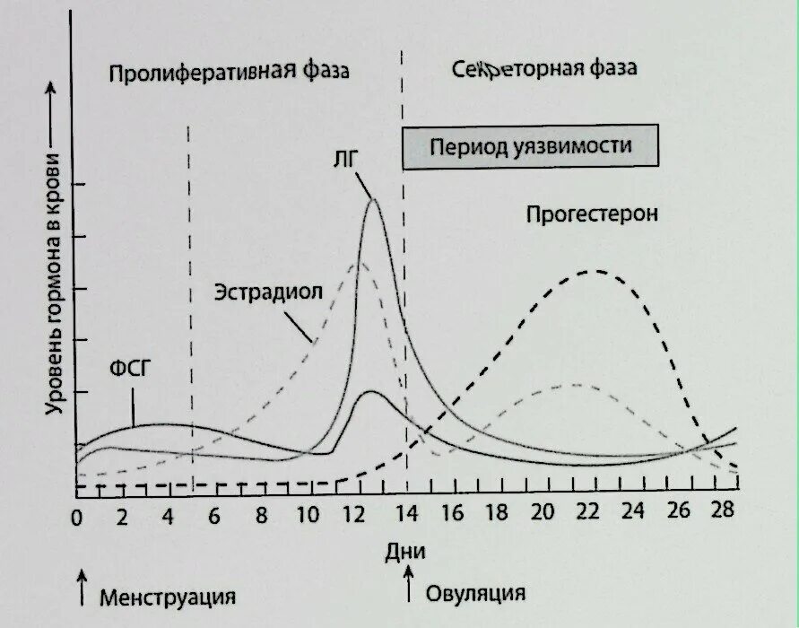 Фсг гормон у женщины 40. Норма гормонов прогестерон ФСГ ЛГ. Уровень эстрадиола по дням цикла. Изменение гормонов по дням цикла. Уровень эстрадиола у женщин по дням цикла.