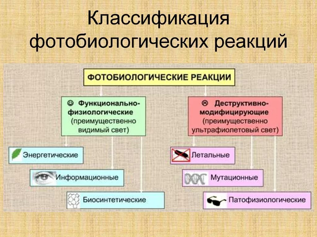 Классификация трансформаций. Классификация фотобиологических реакций. фотобиологические процессы. классификация фотобиологических процессов. классификация фотобиологических процессов,стадии.