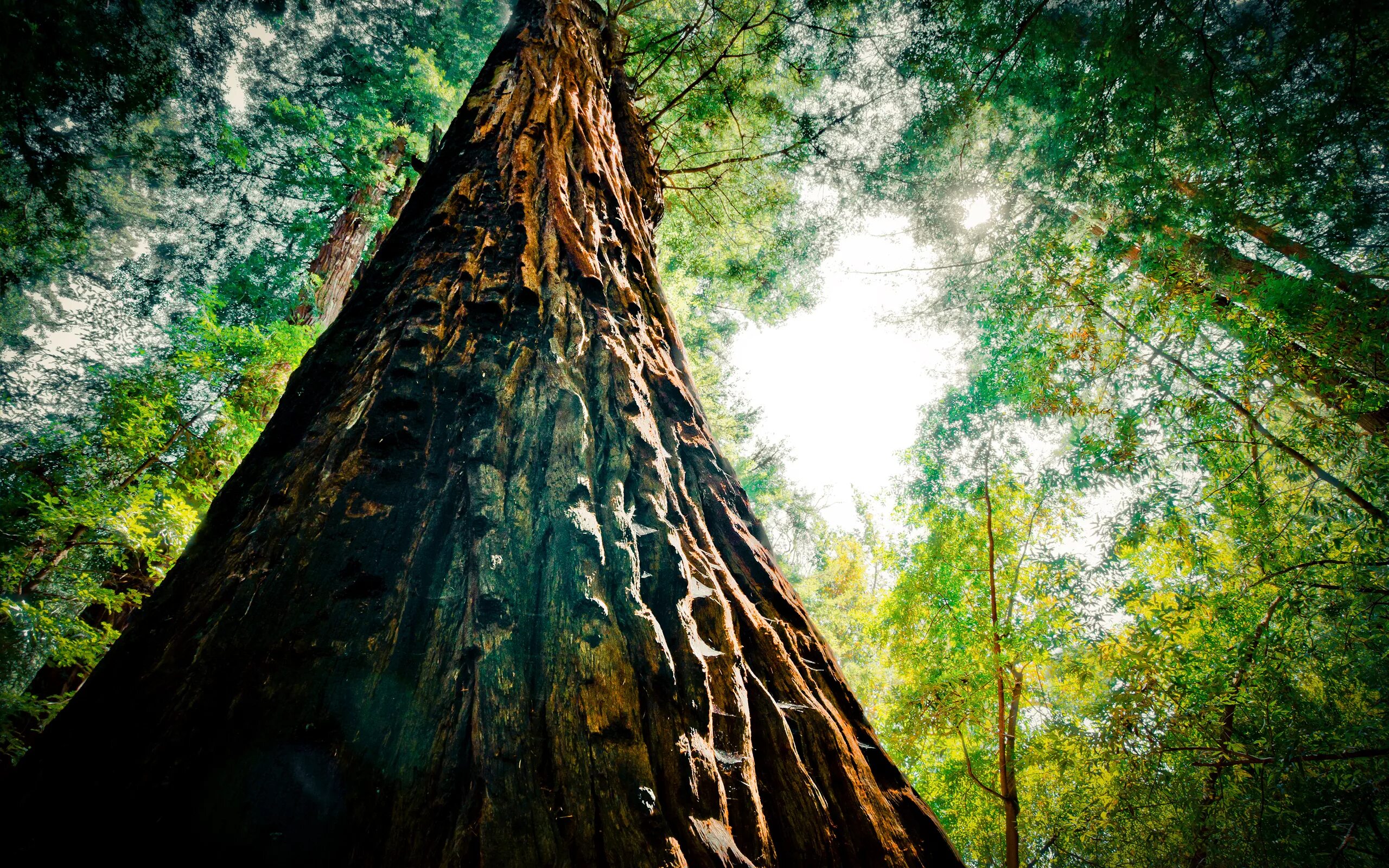 Огромные стволы деревьев. Парк Секвойя Калифорния. Махагониевое дерево. Дерево в Африки Секвойя. Лес секвой.