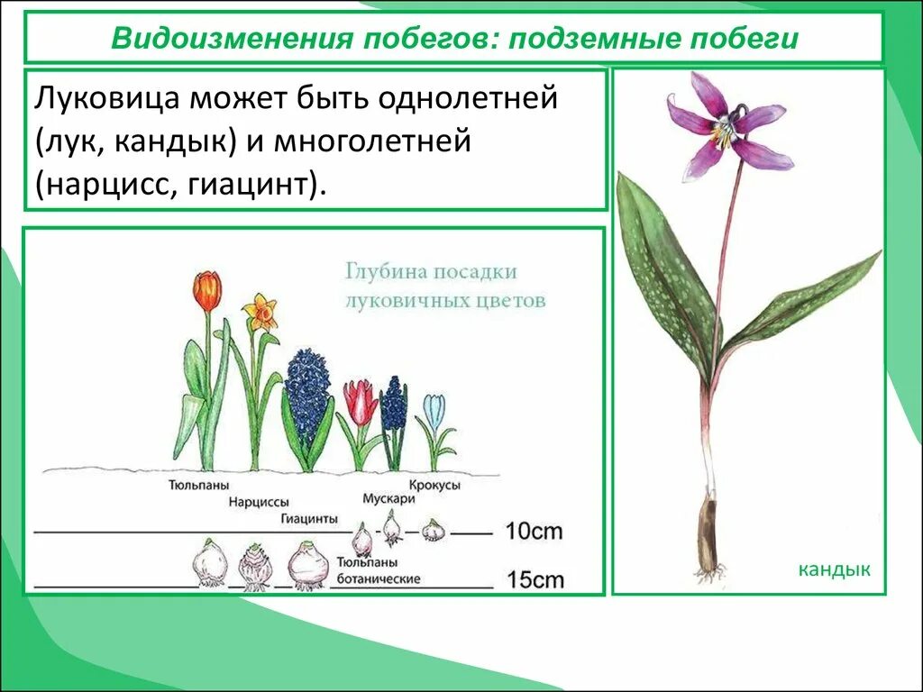 Видоизменение побегов 6 класс тест. Кандык Сибирский луковица. Нарцисс видоизменение побега. Гиацинт видоизменение побега. Гиацинт побег видоизмененный.