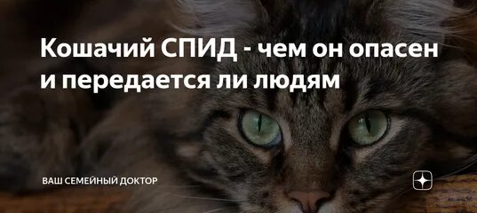 Кошачий вич. Кошачий СПИД передается ли человеку. Болеют ли кошки СПИДОМ.