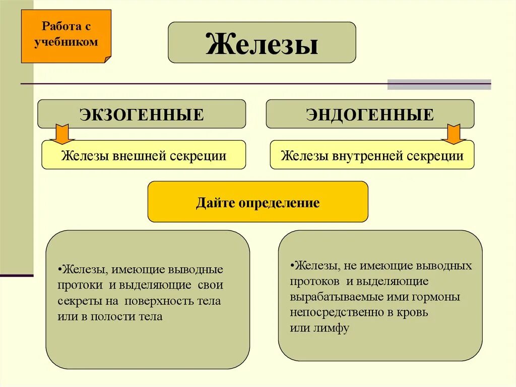 Желез смешанной внутренней и внешней секреции. Железы внешней и внутренней секреции экзогенные. Железы внешней секреции 8 класс биология. Железы внутренней секреции и внешней секреции и смешанной секреции.