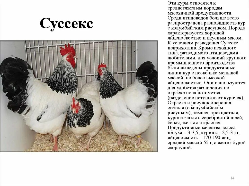 Имена для куриц. Породы кур несушек Доминант. Породы кур несушек Суссекс. Куры несушки порода Суссекс Доминант. Порода кур Суссекс яйценоскость.